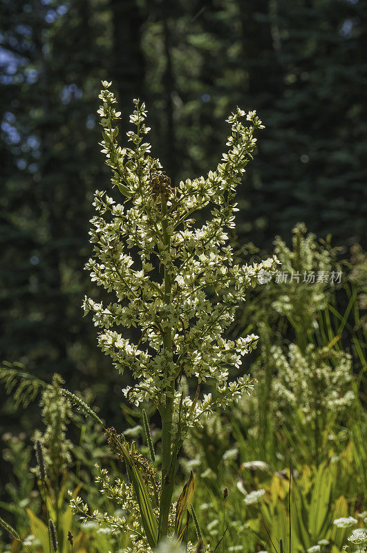 玉米百合、加州Veratrum California、Bumpass Hell Trail、拉森火山国家公园(Lassen volcano National Park);喀斯喀特山脉。Melanthiaceae